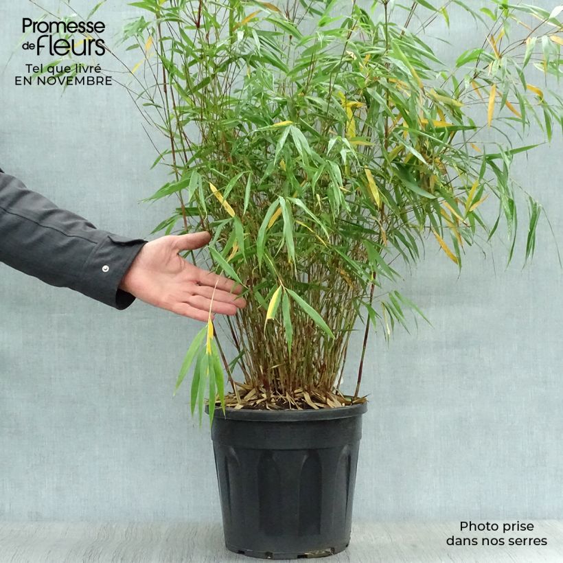 Fargesia scabrida Asian Wonder - Non-running Bamboo 6L/7L pot sample as delivered in autumn