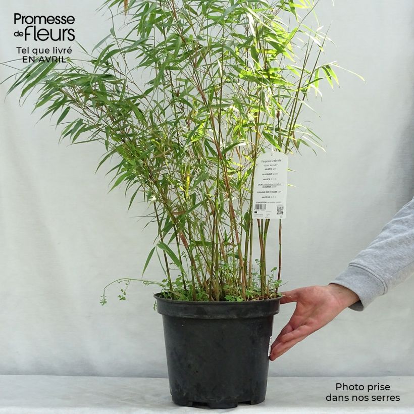 Fargesia scabrida Asian Wonder - Non-running Bamboo sample as delivered in spring