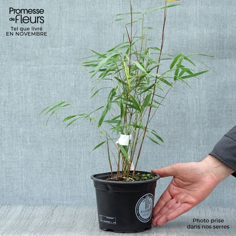 Fargesia scabrida Asian Wonder - Non-running Bamboo 2L/3L pot sample as delivered in autumn