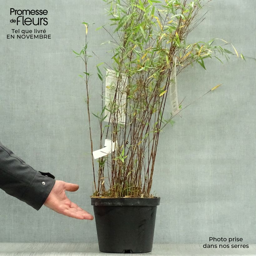 Fargesia nitida Jiu - Non-running Bamboo 7.5L/10L pot sample as delivered in autumn
