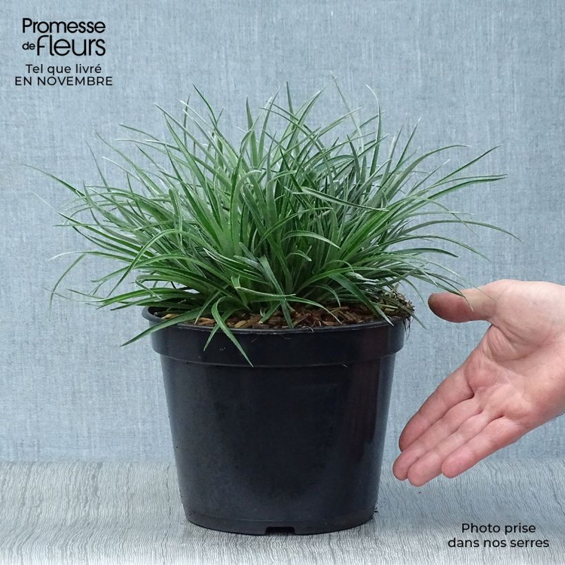 Fascicularia bicolor 2L/3L pot sample as delivered in autumn