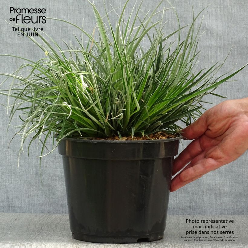 Fascicularia bicolor 2L/3L pot sample as delivered in summer