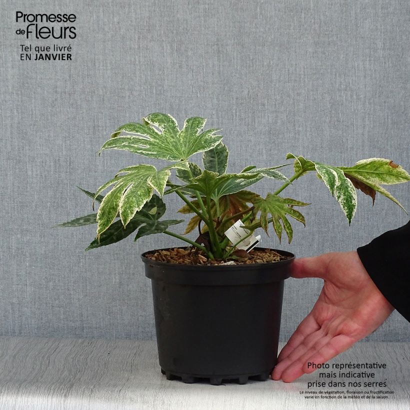 Fatsia japonica Spider's Web en pot de 3L sample as delivered in winter