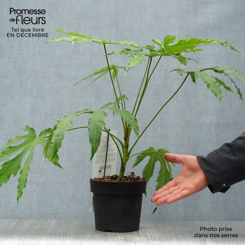 Fatsia polycarpa Green Fingers - Fatsia de Taiwan Pot de 2L/3L sample as delivered in winter