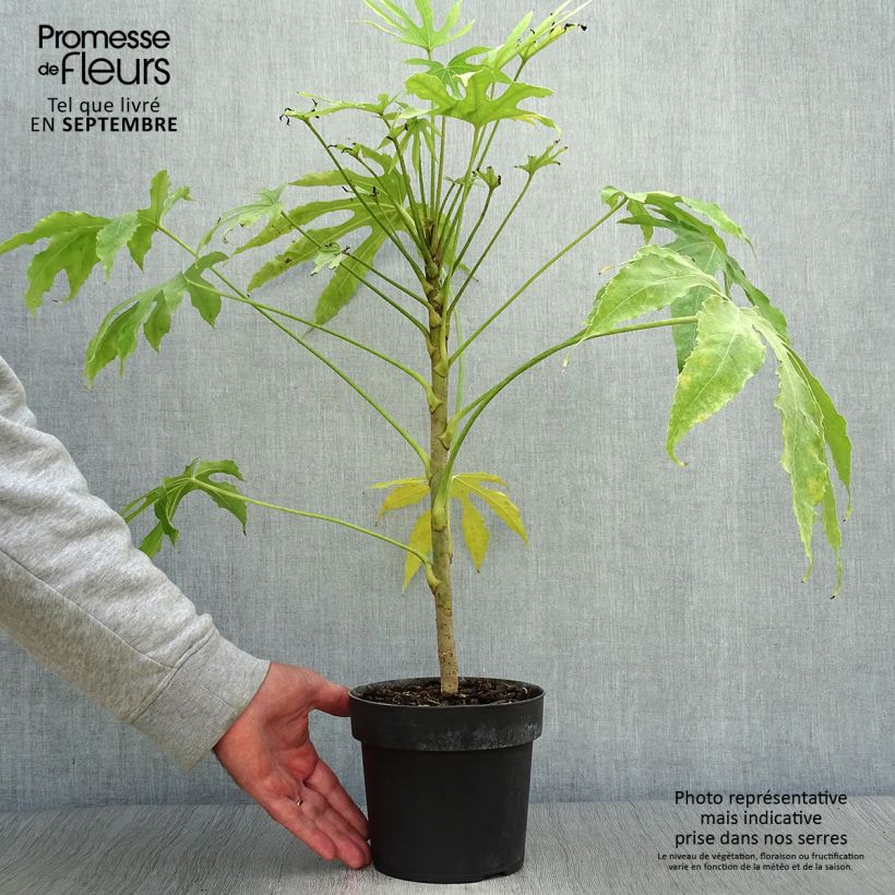 Fatsia polycarpa Green Fingers - Fatsia de Taiwan Pot de 2L/3L sample as delivered in autumn