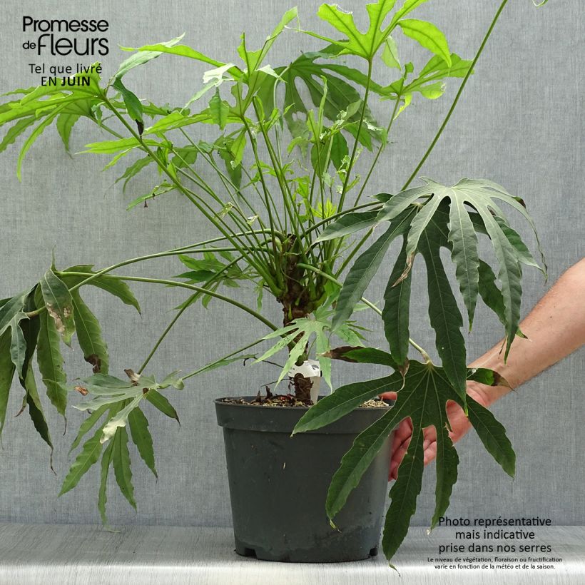 Fatsia polycarpa Green Fingers 6L/7L pot sample as delivered in summer
