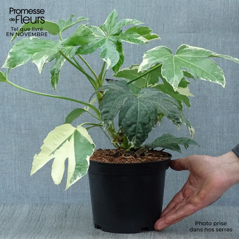 Faux-aralia - Fatsia japonica Variegata en pot de 3L/4L sample as delivered in autumn