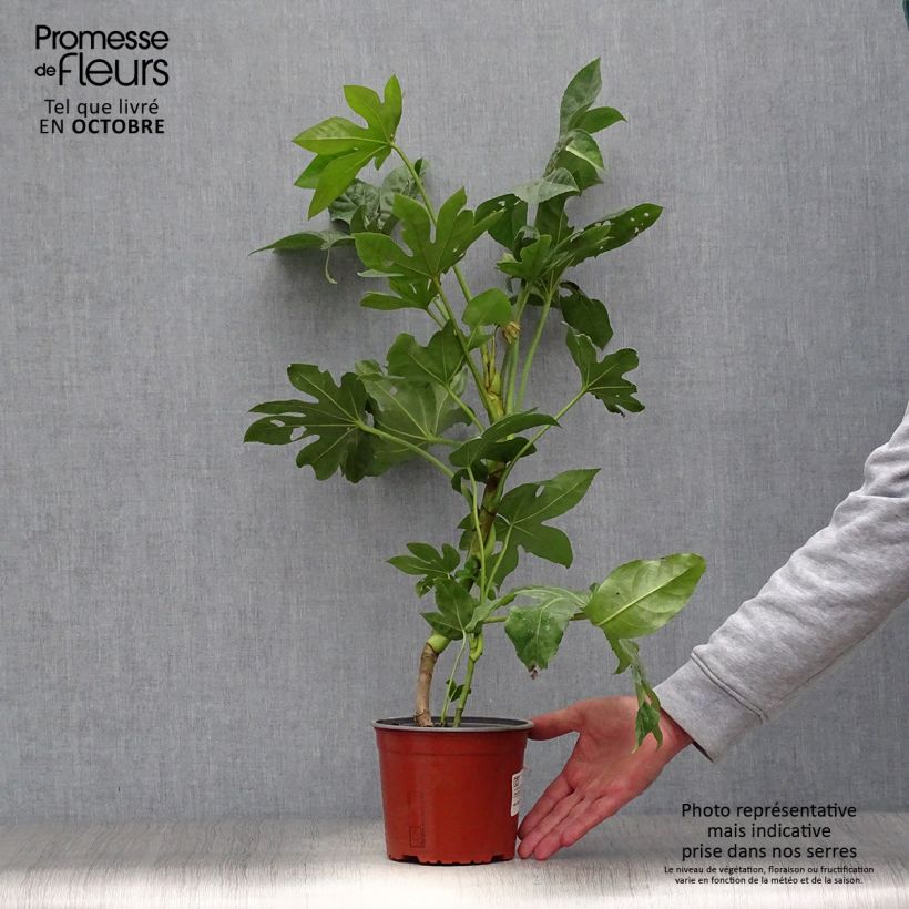 False Aralia - Fatsia japonica 2L/3L pot sample as delivered in autumn