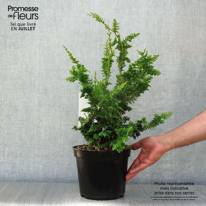 Chamaecyparis obtusa Teddy Bear - Hinoki Cypress 4L/5L pot sample as delivered in summer