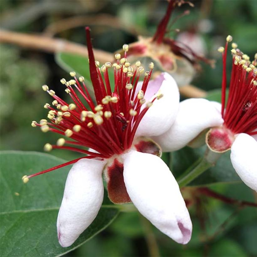 Acca sellowiana (Flowering)