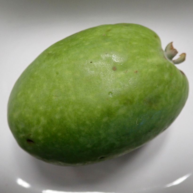 Feijoa sellowiana Mammoth - Brazilian Guava (Harvest)