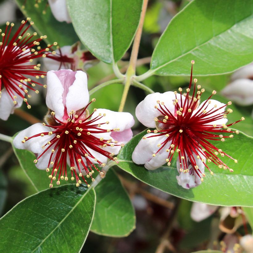 Feijoa sellowiana Mammoth - Brazilian Guava (Flowering)