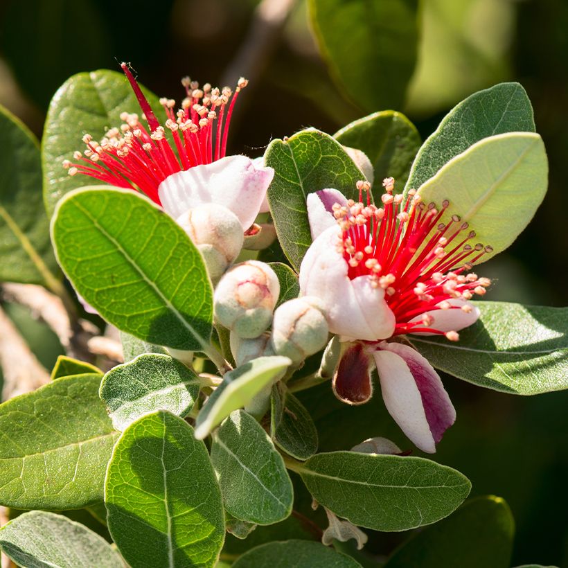 Feijoa sellowiana Triumph - Brazilian Guava (Flowering)