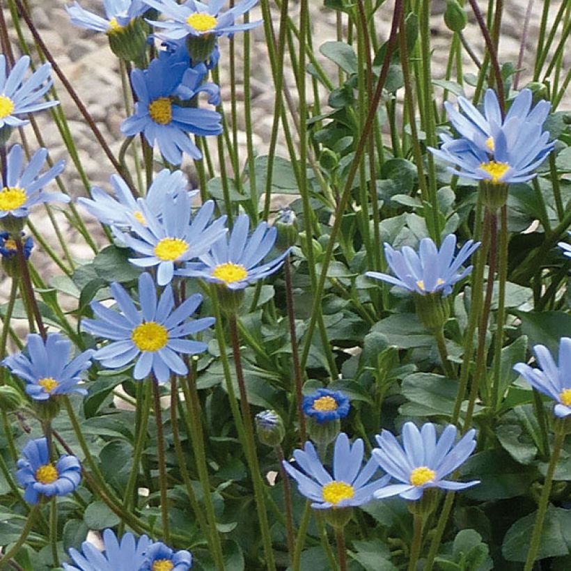 Felicia Forever Blue - Blue Agathea (Flowering)