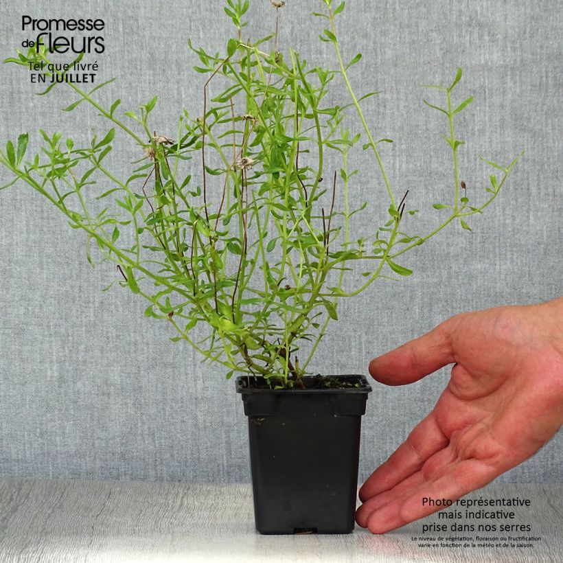 Felicia amelloides 7/8 cm pot sample as delivered in summer