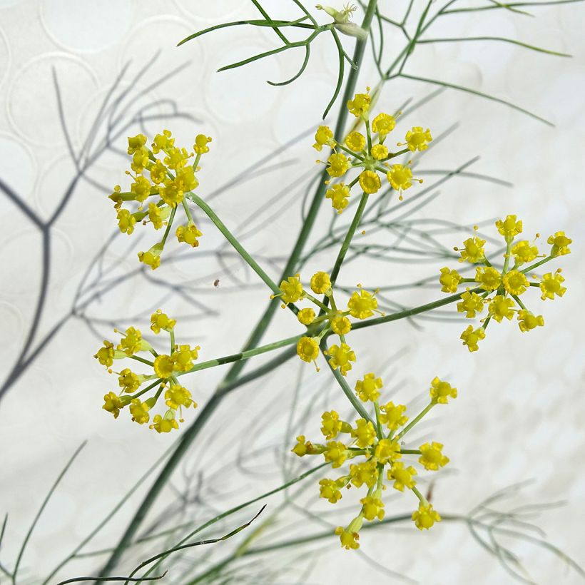 Foeniculum vulgare (Flowering)