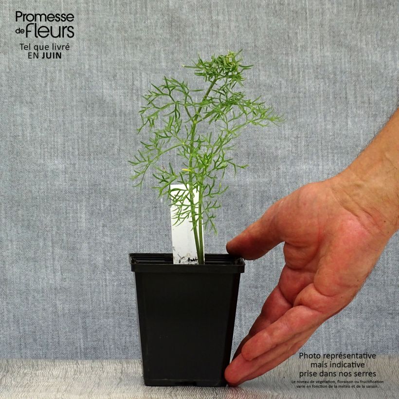 Ferula communis - Giant Fennel 8/9 cm pot sample as delivered in summer