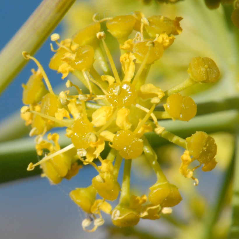 Ferula tingitana (Flowering)