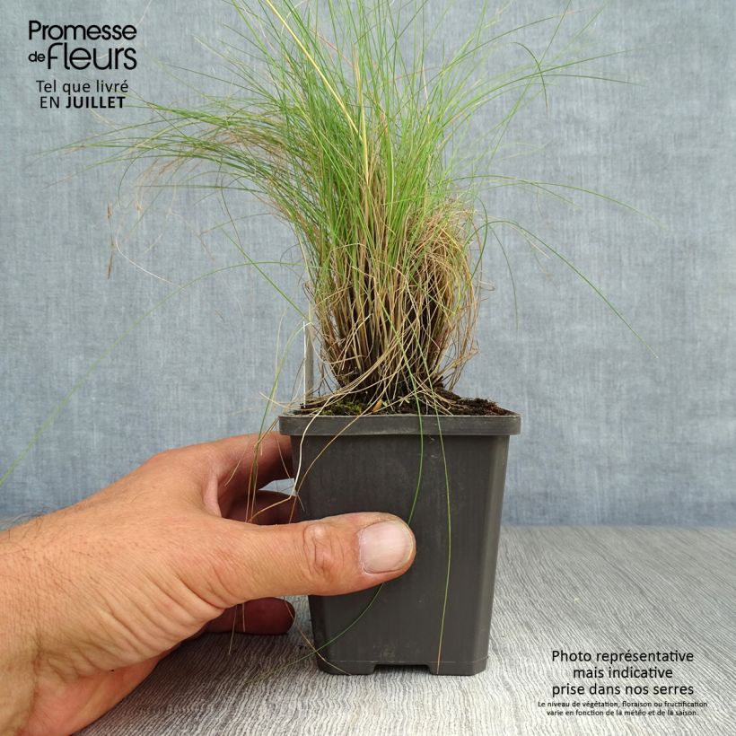 Festuca amethystina 8/9 cm pot sample as delivered in summer