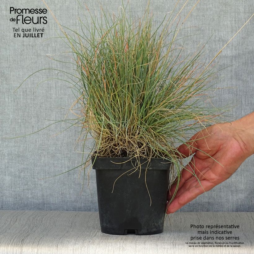 Festuca amethystina 2L/3L pot sample as delivered in summer