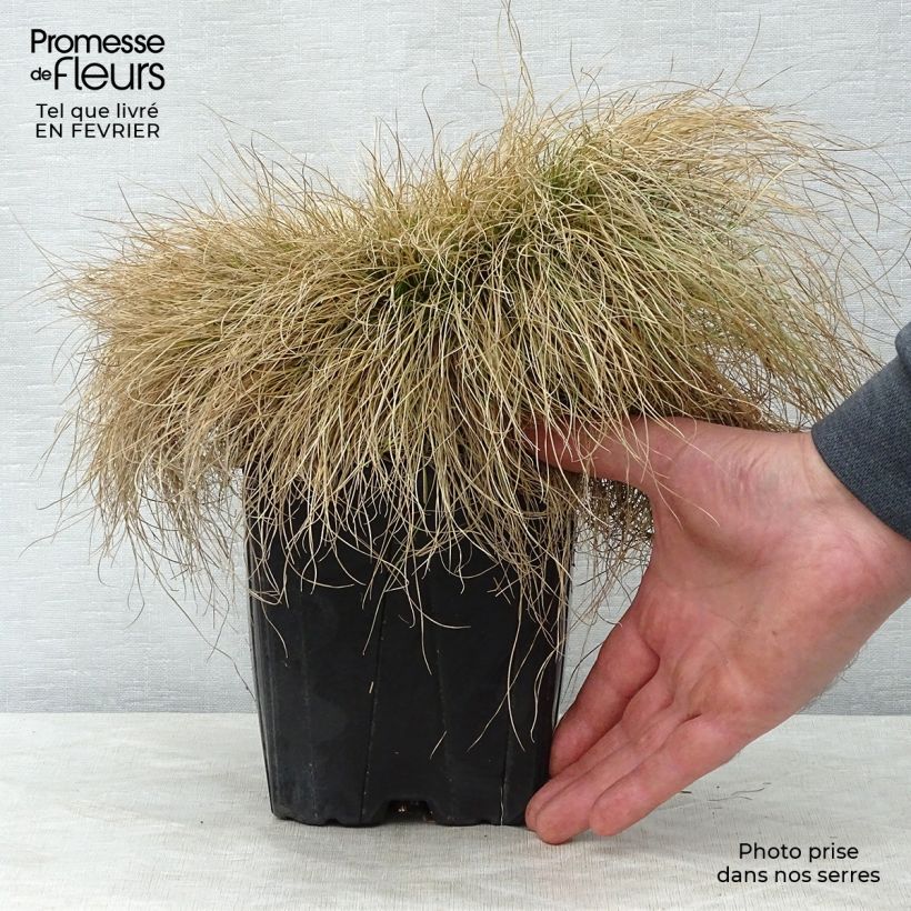 Festuca filiformis - Fétuque à feuilles capillaires en pot de 2/3L sample as delivered in winter