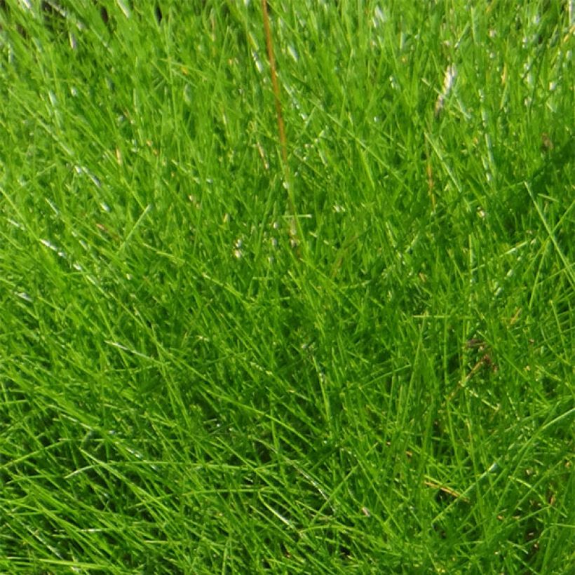 Festuca gautieri (Foliage)