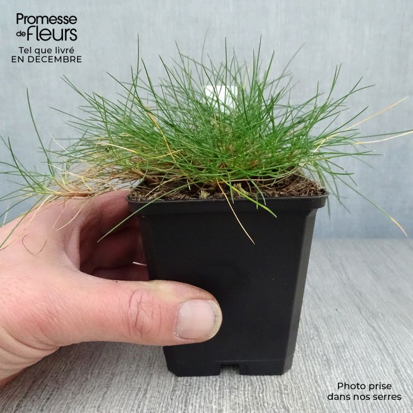 Festuca gautieri - Fétuque de Gautier en godet de 9 cm sample as delivered in winter