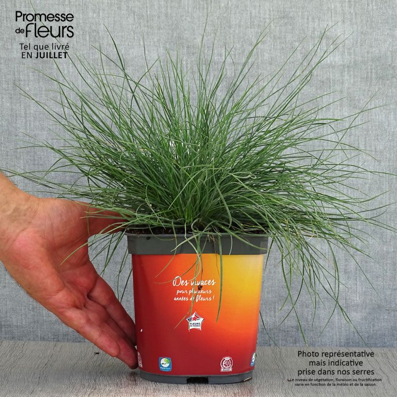 Festuca ovina var. glauca 2L/3L pot sample as delivered in summer