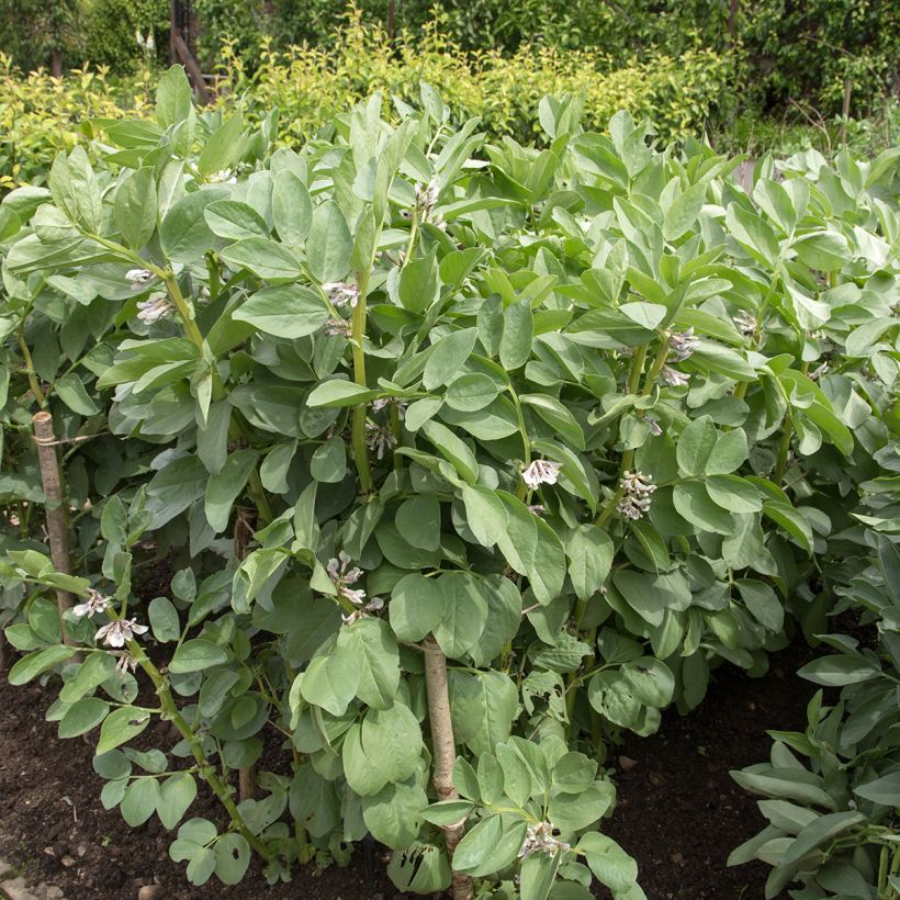 Broad bean Masterpiece Green Longpod (Plant habit)