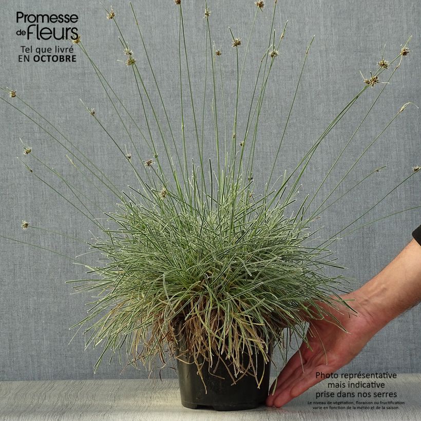 Ficinia truncata Ice Crystal 2L/3L pot sample as delivered in autumn