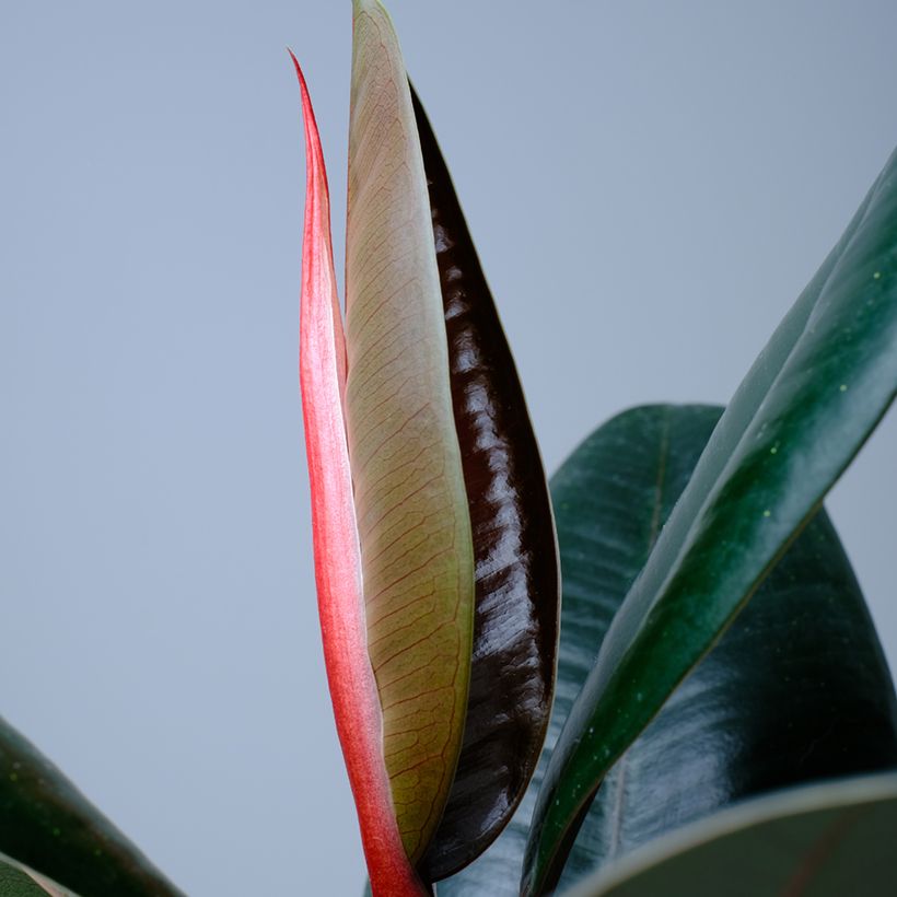 Ficus elastica Abidjan - Rubber plant (Foliage)