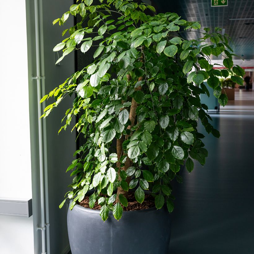 Ficus benjamina Exotica - Weeping fig (Plant habit)