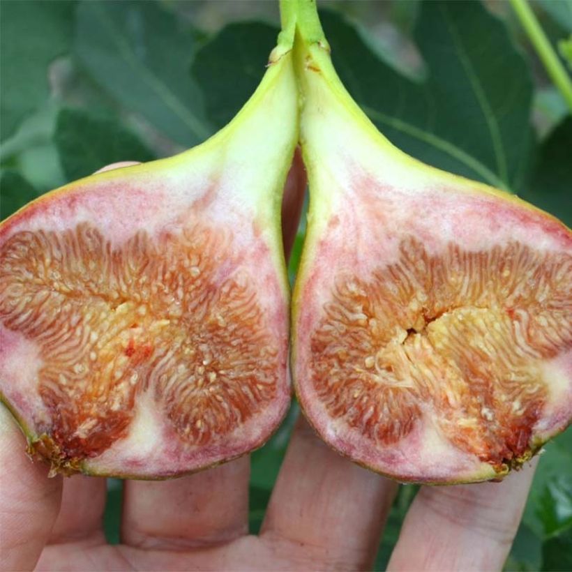 Ficus carica Gustissimo Perretta (Harvest)