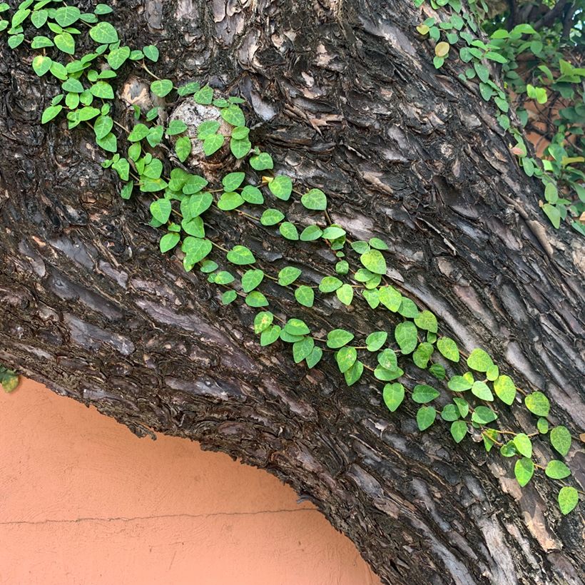 Ficus pumila Arina -Creeping fig (Plant habit)