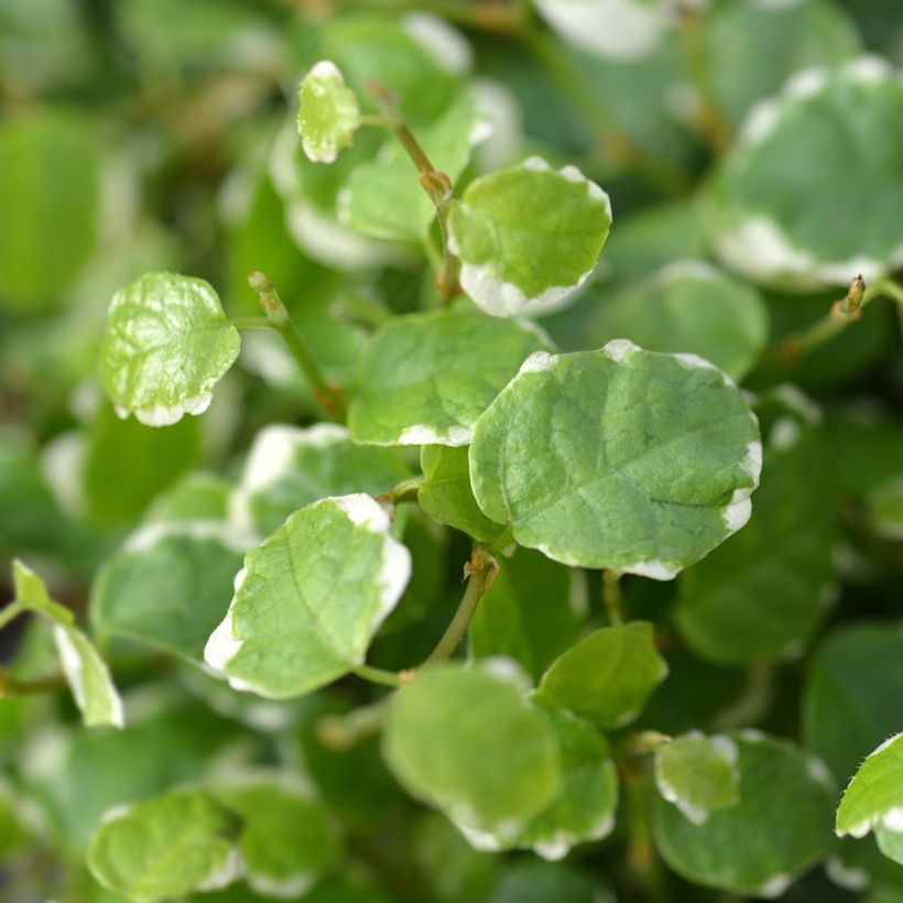Ficus pumila Bellus -Creeping fig (Foliage)