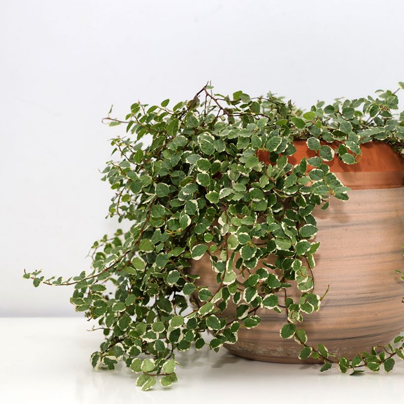 Ficus pumila Bellus -Creeping fig (Plant habit)