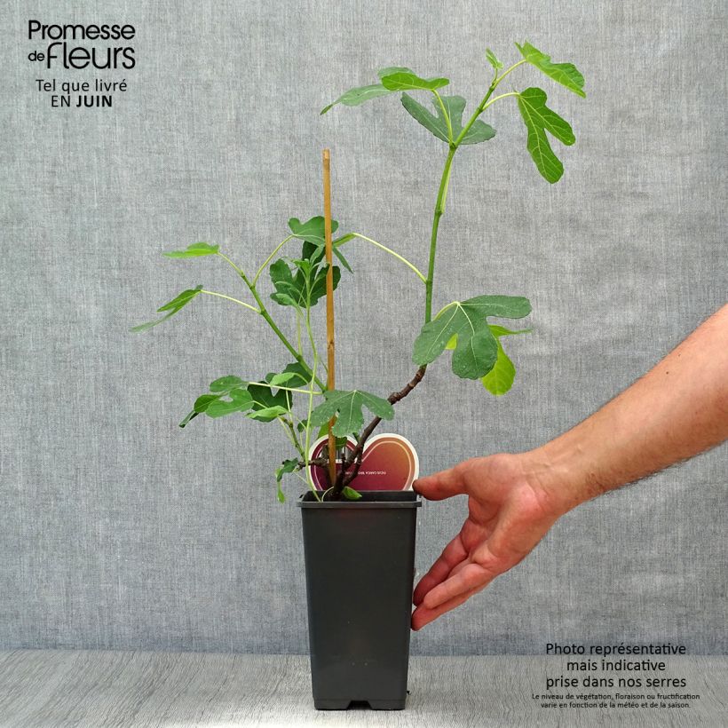 Fig Tree Brown Turkey - Ficus carica 1.5L/2L pot, BushShipped height around 15cm sample as delivered in summer