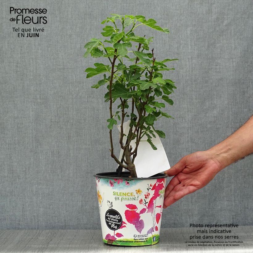 Fig Tree Brown Turkey - Ficus carica 4L/5L pot, Scion sample as delivered in summer
