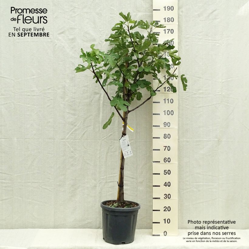 Figuier - Ficus carica De Marseille Pot de 18L/20L Demi tige sample as delivered in autumn