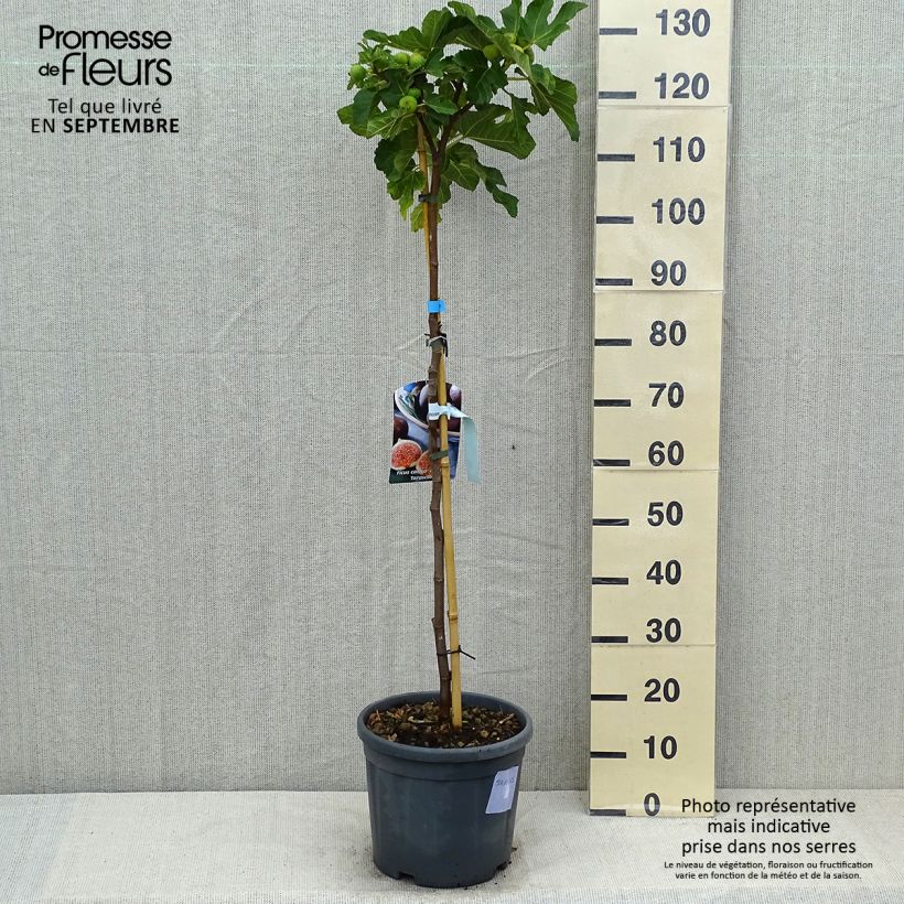 Fig Tree Grise De Tarascon - Ficus carica 7.5L/10L pot, Half standardShipped height around 125/150cm sample as delivered in summer