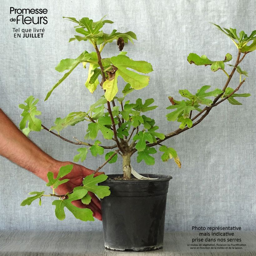 Fig Tree Osborn's Prolific - Ficus carica 4L/5L pot sample as delivered in summer