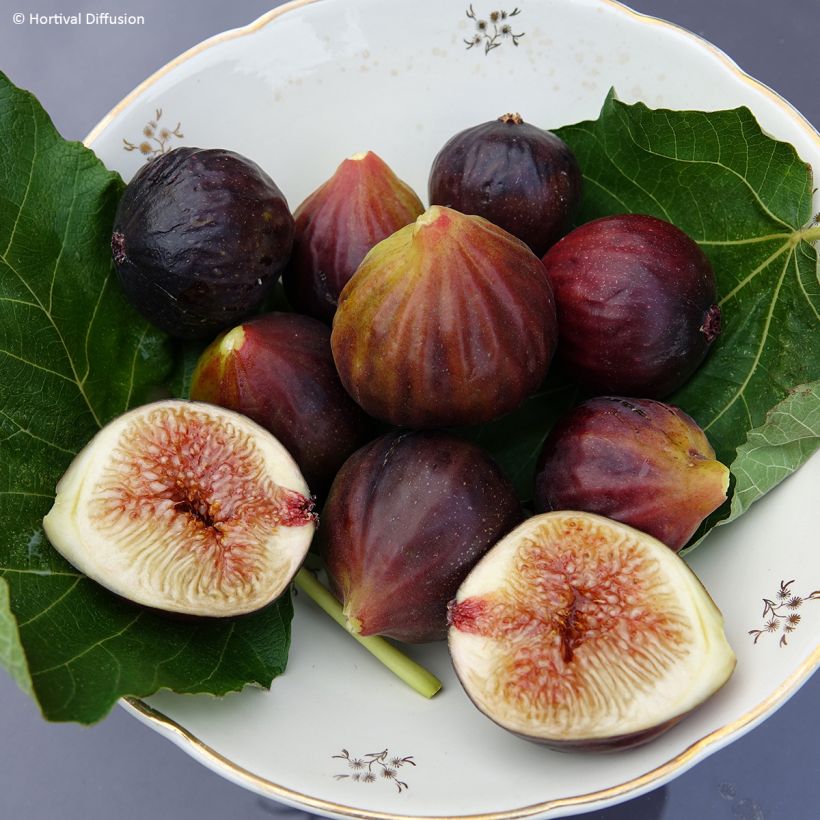 Ficus carica Rouge de juillet (Harvest)