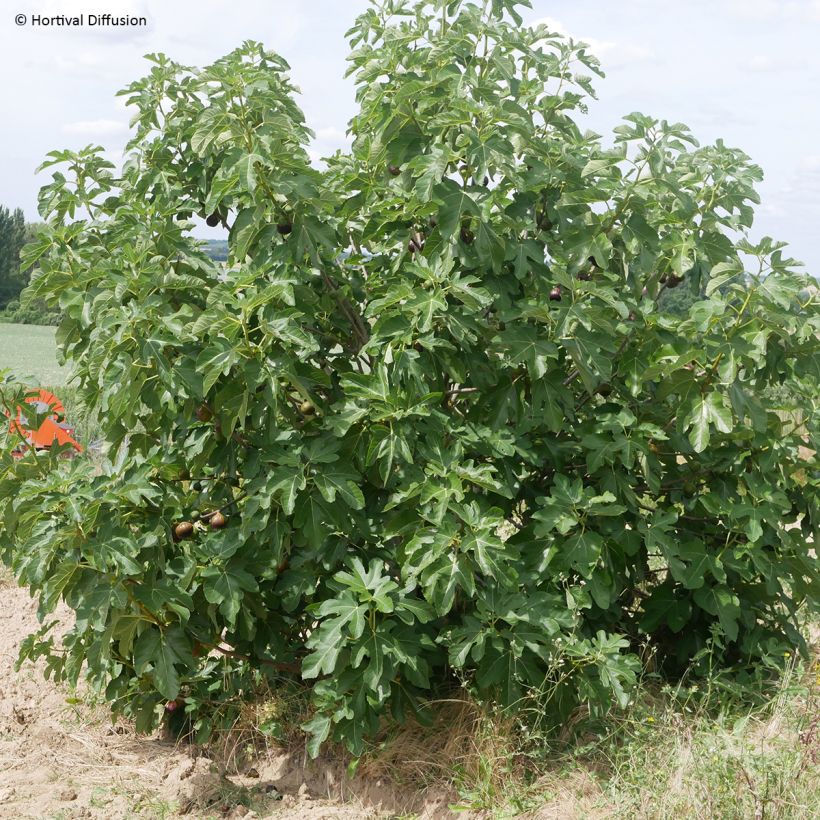 Ficus carica Rouge de juillet (Plant habit)