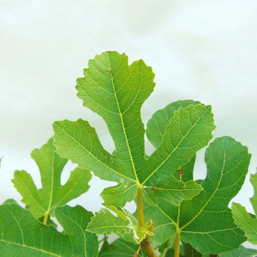 Fig Tree Goutte D'Or- Ficus carica (Foliage)