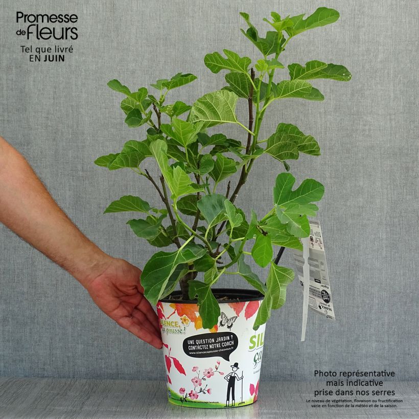Fig Tree Jannot - Ficus carica 4L/5L potShipped height around 50/70cm sample as delivered in summer