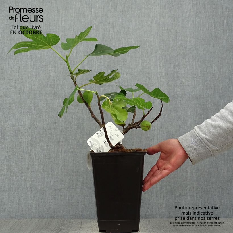 Ficus carica Jordan 4L/5L pot, Bush sample as delivered in autumn