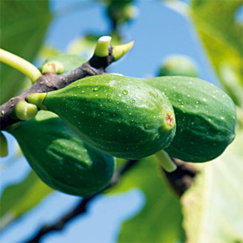 Fig Tree Longue d'Août - Ficus carica (Harvest)