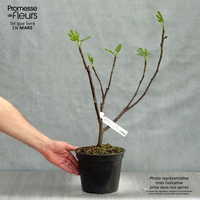 Fig Tree Madeleine des Deux Saisons - Ficus carica sample as delivered in spring
