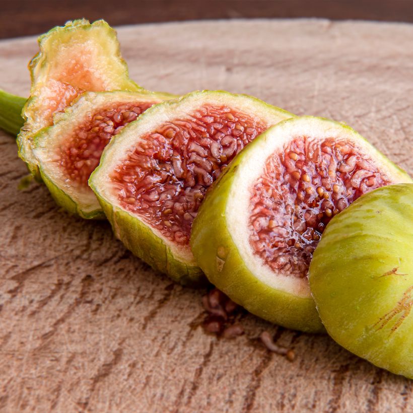 Fig Tree Marseillaise - Ficus carica (Harvest)