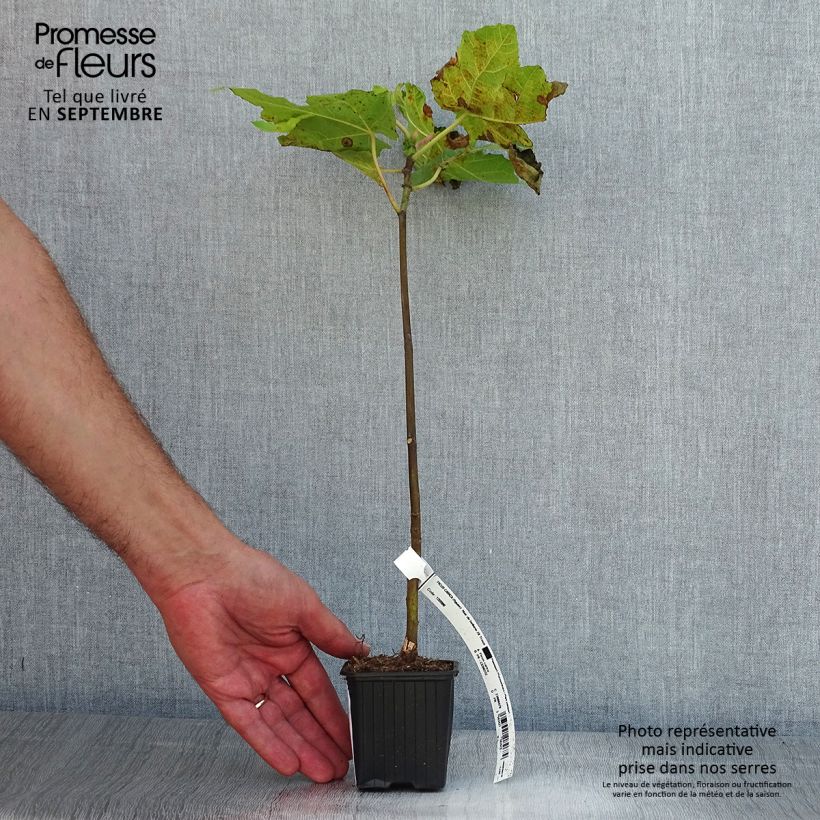 Fig Tree Noire de Bellone - Ficus carica 8/9 cm pot sample as delivered in summer